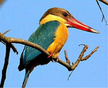 Most Beautiful Birds of India- Birding in India - Bird watching - Indian  Birds - Birds of India