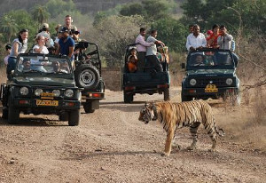 Jeep Safari, Ranthambore NP