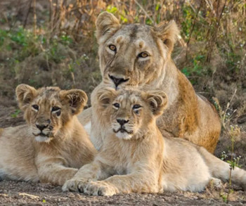 Gir Lion Safari, Gir NP