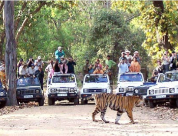 Jeep Safari, Bandhavgarh NP