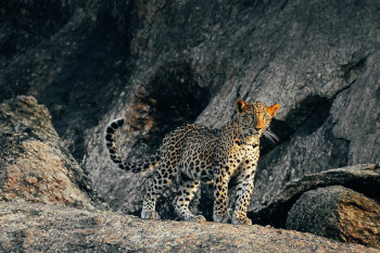 Leopard Safari, Jawai