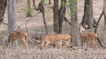 Spotted Dear Pench National Park