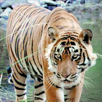 Wild Animal Species Found in India - Especial Vacations