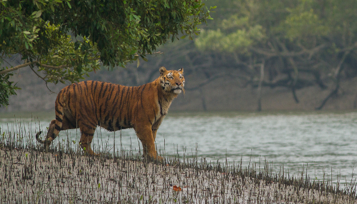 Sunderban Tiger Reserve 